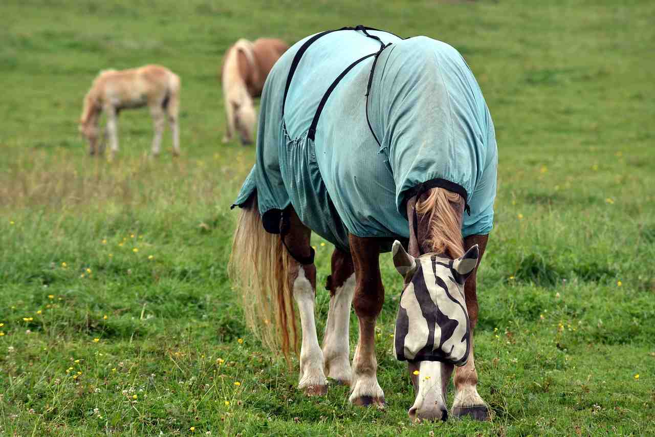 cheval, couverture pour chevaux, protection